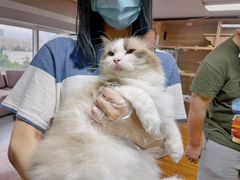 -喵百万·布偶·蓝金金渐层英短·猫舍(百子湾店)
