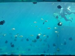 -瑞德姆美人鱼海底演艺主题餐厅(亚龙湾店)