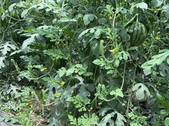 -庞各庄翠芳园西瓜蔬菜基地采摘园