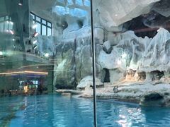 -帝企鹅自助餐厅•儿童岛•真企鹅(长隆企鹅酒店)