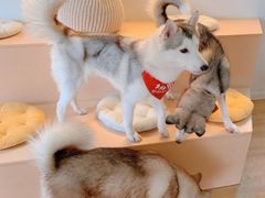 -Husky Go! 哈士奇体验馆·宠物咖啡厅狗咖