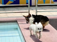 -帕帕拉兹宠物(亚洲旗舰店)