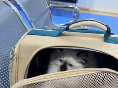 -天使宠物医院·犬猫分诊(彩虹店)