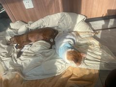 -北京派仕佳德动物医院·超导核磁·CT·神经科·骨科·内外科·急重症管理中心