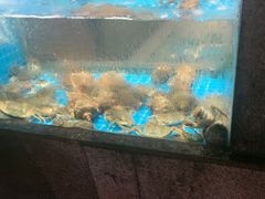 -码头鲜精致威海菜(欧乐坊店)