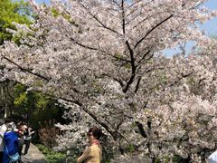 -苏堤停车场