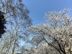 -武汉大学-樱园
