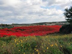 -北纬44度·金珠花海休闲农业旅游景区