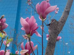 -薛记襄阳香辣牛肉面(平安路店)