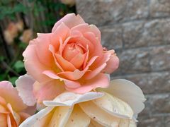 -芝根芝底(百色店)