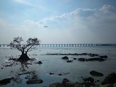 -宝安西湾红树林湿地公园