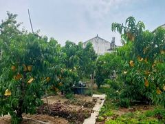 -老袁家蜜桃农场·阳山水蜜桃