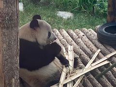 -大连森林动物园