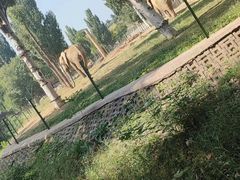 -石家庄市动物园