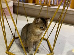 -藏猫猫咖啡主题馆(中央大道店)