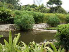 植物塘床系统-成都市活水公园
