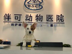 -美联众合动物医院·伴可分院·内科中心医院
