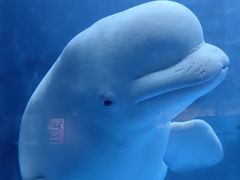 -海合安天津极地海洋公园