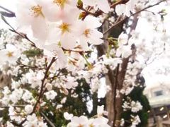 -武汉大学-樱园