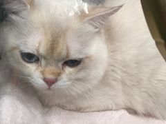 -纳吉亚猫专科动物诊疗中心(蒋宅口分院)