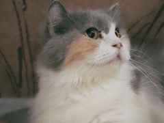 -楼上猫咖(罗湖店)