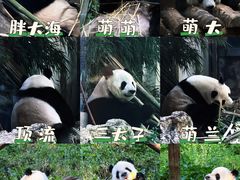 -北京动物园熊猫馆