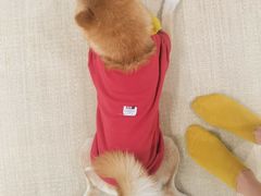 -逗柴咖啡屋·狗咖猫咖宠物桌游