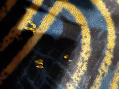 -飞扬影城(正佳IMAX店)