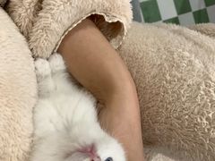 -喵zoo家庭繁育猫舍(尖东智能花园店)