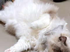 -MOCHA明星猫咖(田子坊店)