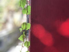 -老张烤羊(王哥庄店)