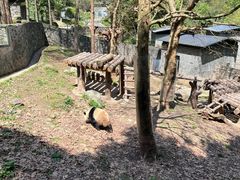 -都江堰中华大熊猫苑