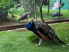 -西霞口神雕山野生动物世界
