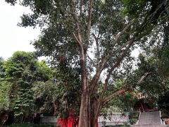 -南宁良凤江国家森林公园