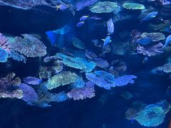 -暹罗海洋世界