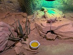 -正佳雨林生态植物园