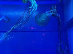-左海海底世界