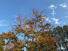 -东湖落雁景区