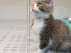 -lincat·猫舍(广州店)