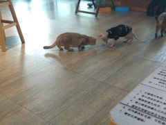 -猫咪咖啡·猫咖(万达广场店)