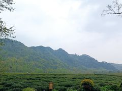 -中国茶叶博物馆(双峰馆区)