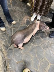 -Zoolung Zoolung动物主题公园(海信广场店)