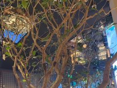 -桂满陇·海市蜃楼·黑金(国金店)