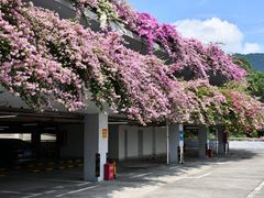 -深圳仙湖植物园-停车场