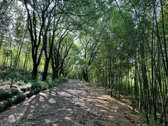 -杭州半山国家森林公园