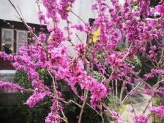 -苏州图书馆(人民路总馆)