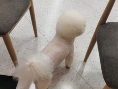 -喵园·猫主题咖啡厅·撸猫·猫咖(国贸店)