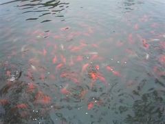 -兰剑驾校(汉阳校区)