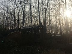 -合肥滨湖国家森林公园