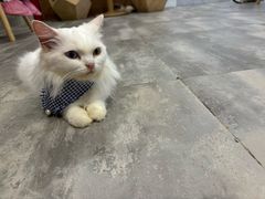 -楼上猫咖(罗湖店)